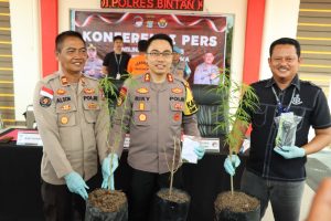 Tanam Ganja di Kebun, Seorang Warga Tanjungpinang Diringkus Polisi