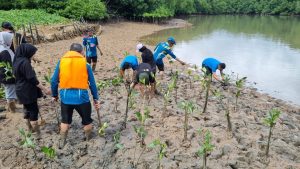 PLN Batam Tanam 1.000 Pohon Mangrove di Pantai Nongsa