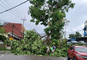 Pemotor di Tanjungpinang Ditimpa Dahan Pohon Patah